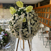 White Daisies, Greenery